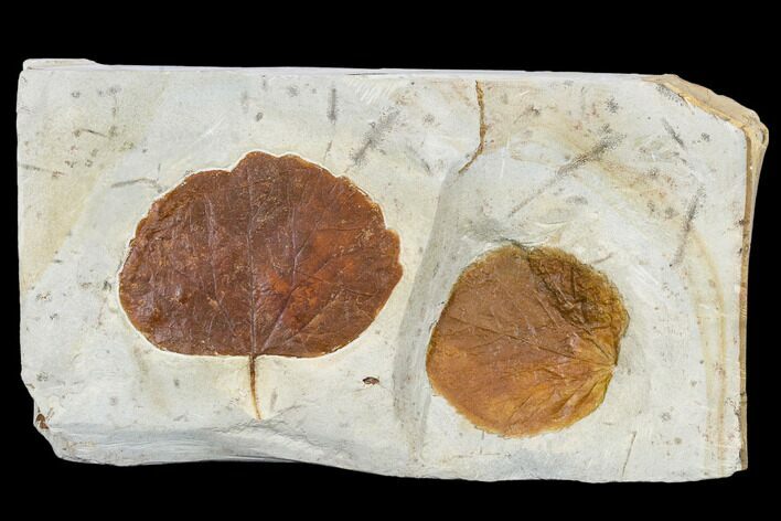 Two Fossil Leaves (Zizyphoides And Davidia) - Montana #113244